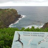 Kilauea Lighthouse  Die Nordseite der Insel hat herberen Charakter. Durch steile Klippen wirkt die Landschaft teilweise sehr dramatisch. Der genau hundert Jahre alte Leuchtturm am Kilauea Point steht an der Nordostspitze inmitten eines Vogelschutzgebiets, wo vor allem Albatrosse, die großen Segler der Ozeane, nisten.
