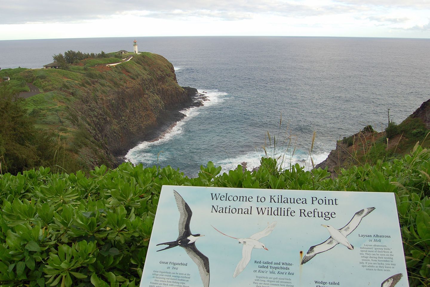Kilauea Lighthouse  Die Nordseite der Insel hat herberen Charakter. Durch steile Klippen wirkt die Landschaft teilweise sehr dramatisch. Der genau hundert Jahre alte Leuchtturm am Kilauea Point steht an der Nordostspitze inmitten eines Vogelschutzgebiets, wo vor allem Albatrosse, die großen Segler der Ozeane, nisten.