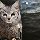 Kann den Kopf um 270 Grad drehen und dabei leise schnurren: die Keule.