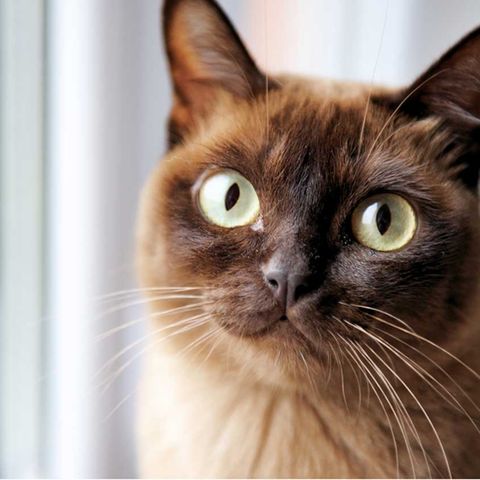 Das Schweizer Gesetz erlaubt, eigene oder verwilderte Katzen zum Verzehr zu töten.