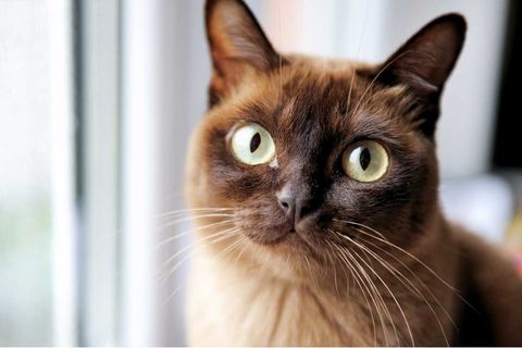 Das Schweizer Gesetz erlaubt, eigene oder verwilderte Katzen zum Verzehr zu töten.