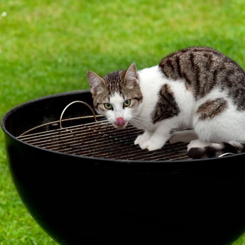 Klar, sind Katzen niedlich. Aber sind das Lämmchen, Kälbchen und Schweinchen nicht auch?
