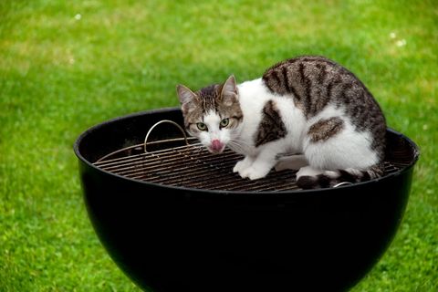 Klar, sind Katzen niedlich. Aber sind das Lämmchen, Kälbchen und Schweinchen nicht auch?