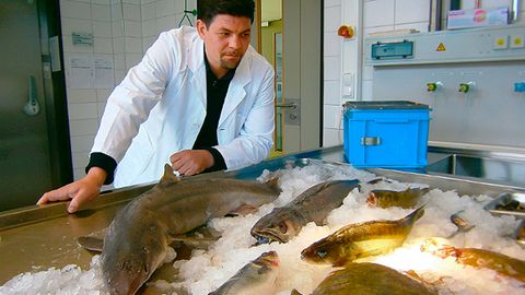Promi-Koch Tim Mälzer untersucht kritisch die Fisch-Industrie