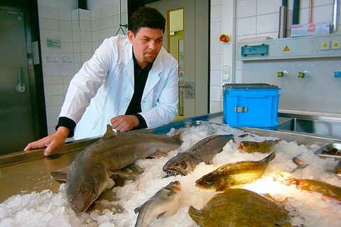 Promi-Koch Tim Mälzer untersucht kritisch die Fisch-Industrie