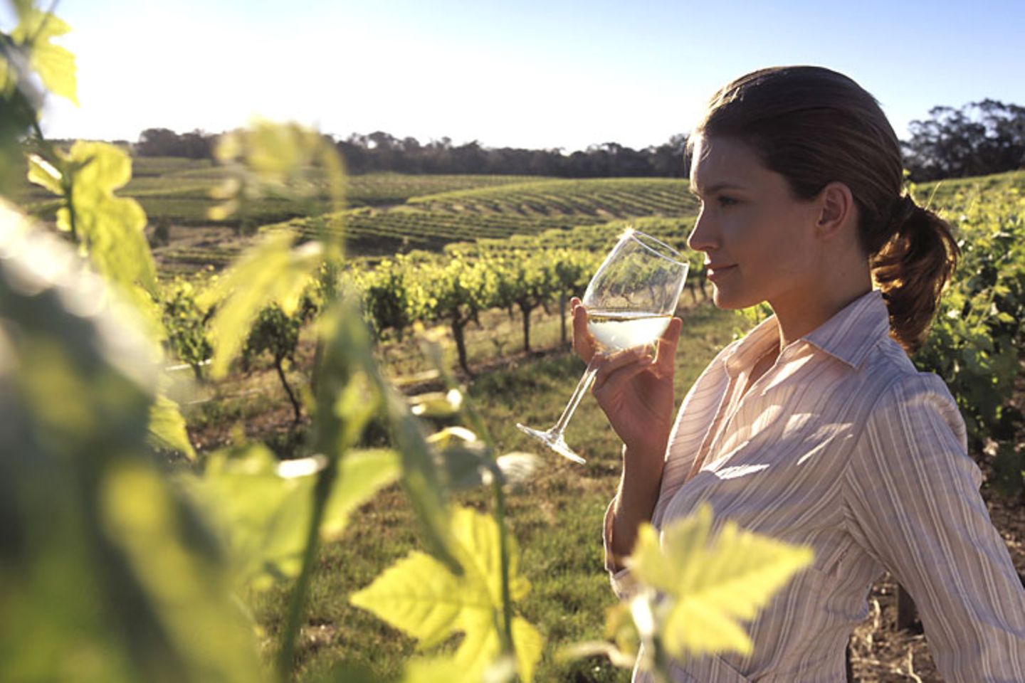 In den meernahen Weinanbaugebieten von South Australia herrscht ein ausgeglichenes Mikroklima, besser noch als im bekannten Barossa Valley. Denn durch die Nähe zum Pazifik verschont die kontinuierliche Meeresbrise die reifenden Trauben vor allzu großer Hitze im australischen Sommer