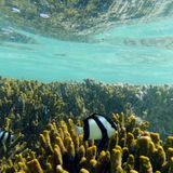 Schon dicht unter der Wasseroberfläche beginnt eine andere Welt, begegnen einem Vierbinden-Preußenfische. Der verästelte Kosmos der Korallenstöcke ist Lebensraum für 1500 Fischarten und 5000 verschiedene Arten von Weichtieren. Und im Wasser versteht man sofort, warum die Nationalfarbe des Bundesstaates Queensland türkis ist.