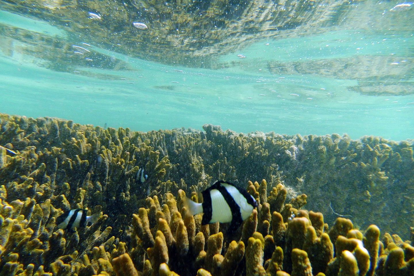 Schon dicht unter der Wasseroberfläche beginnt eine andere Welt, begegnen einem Vierbinden-Preußenfische. Der verästelte Kosmos der Korallenstöcke ist Lebensraum für 1500 Fischarten und 5000 verschiedene Arten von Weichtieren. Und im Wasser versteht man sofort, warum die Nationalfarbe des Bundesstaates Queensland türkis ist.
