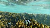 Schon dicht unter der Wasseroberfläche beginnt eine andere Welt, begegnen einem Vierbinden-Preußenfische. Der verästelte Kosmos der Korallenstöcke ist Lebensraum für 1500 Fischarten und 5000 verschiedene Arten von Weichtieren. Und im Wasser versteht man sofort, warum die Nationalfarbe des Bundesstaates Queensland türkis ist.
