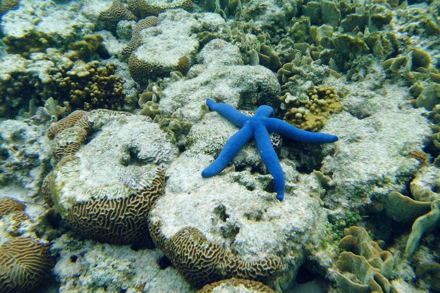 Lady Elliot Island: Der Blaue Seestern ernährt sich von Schwebestoffen und Algen. Ein Schnorchel- oder Tauchvorgang beginnt nicht ohne Einweisung. In der Tiefe lauern nicht nur bunte Farben, sondern auch Gefahren. Die wunderschön aussehende Kegelmuschel harpuniert ihre Opfer mit einem auch für den Menschen tödlichen Nervengift, gegen das es kein Antiserum gibt. In Acht nehmen muss man sich auch vor dem perfekt getarnten Steinfisch, einer der giftigsten Fische überhaupt. Der Blaue Seestern ernährt sich von Schwebestoffen und Algen. Ein Schnorchel- oder Tauchvorgang beginnt nicht ohne Einweisung. In der Tiefe lauern nicht nur bunte Farben, sondern auch Gefahren. Die wunderschön aussehende Kegelmuschel harpuniert ihre Opfer mit einem auch für den Menschen tödlichen Nervengift, gegen das es kein Antiserum gibt. In Acht nehmen muss man sich auch vor dem perfekt getarnten Steinfisch, einer der giftigsten Fische überhaupt.