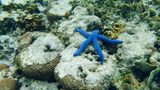 Der Blaue Seestern ernährt sich von Schwebestoffen und Algen. Ein Schnorchel- oder Tauchvorgang beginnt nicht ohne Einweisung. In der Tiefe lauern nicht nur bunte Farben, sondern auch Gefahren. Die wunderschön aussehende Kegelmuschel harpuniert ihre Opfer mit einem auch für den Menschen tödlichen Nervengift, gegen das es kein Antiserum gibt. In Acht nehmen muss man sich auch vor dem perfekt getarnten Steinfisch, einer der giftigsten Fische überhaupt.