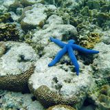 Der Blaue Seestern ernährt sich von Schwebestoffen und Algen. Ein Schnorchel- oder Tauchvorgang beginnt nicht ohne Einweisung. In der Tiefe lauern nicht nur bunte Farben, sondern auch Gefahren. Die wunderschön aussehende Kegelmuschel harpuniert ihre Opfer mit einem auch für den Menschen tödlichen Nervengift, gegen das es kein Antiserum gibt. In Acht nehmen muss man sich auch vor dem perfekt getarnten Steinfisch, einer der giftigsten Fische überhaupt.