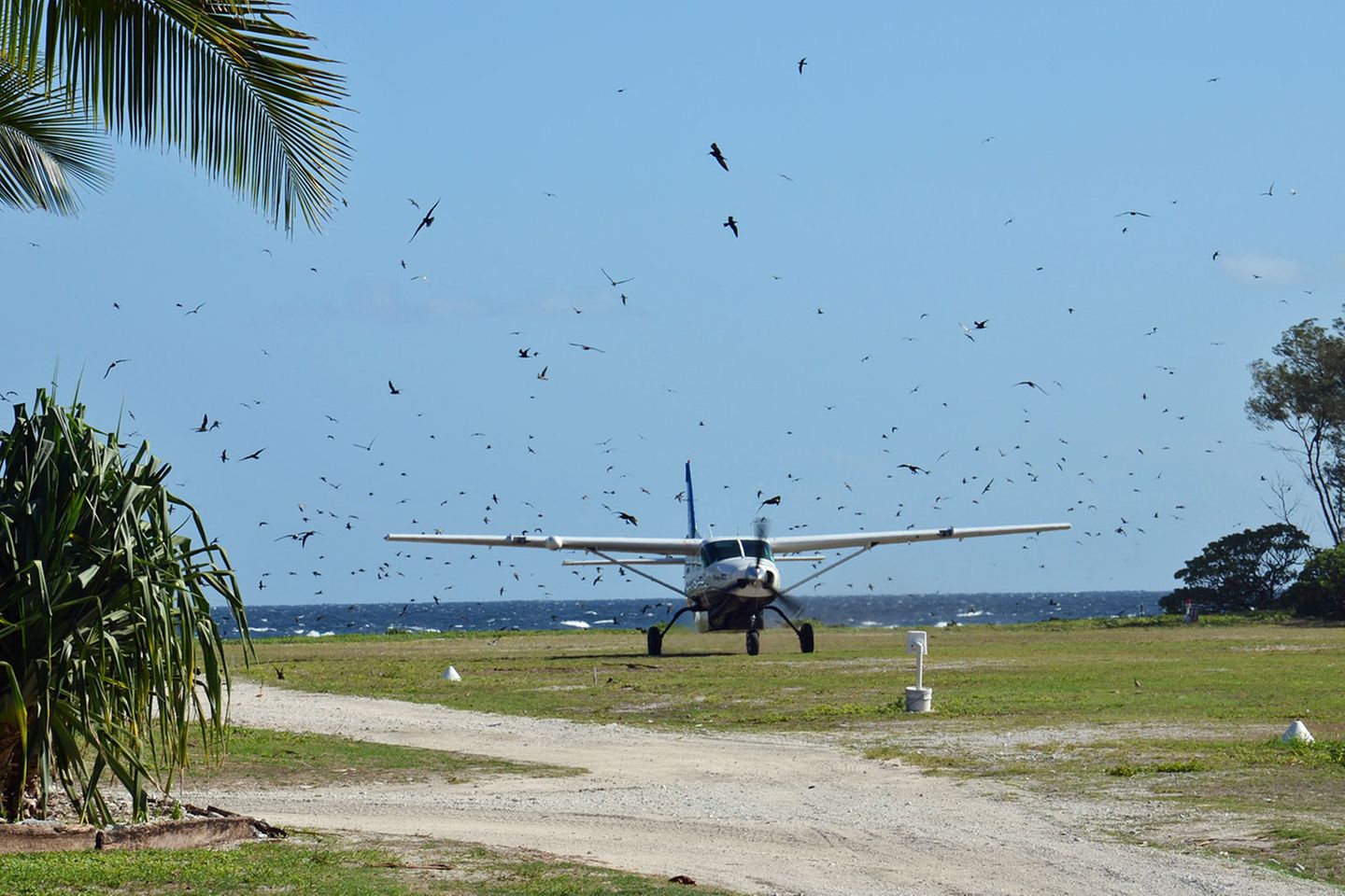 Lady Elliot Island: Die kleine Propellermaschine scheint kurz vor dem Aufsetzen durch eine Wand von Vögeln zu fliegen. Hunderte von Seeschwalben kreisen über der Piste. Es scheint, als wollten sie die unliebsame Konkurrenz aus der Luft von der Landung abhalten. Die kleine Propellermaschine scheint kurz vor dem Aufsetzen durch eine Wand von Vögeln zu fliegen. Hunderte von Seeschwalben kreisen über der Piste. Es scheint, als wollten sie die unliebsame Konkurrenz aus der Luft von der Landung abhalten.