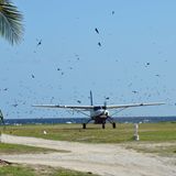 Die kleine Propellermaschine scheint kurz vor dem Aufsetzen durch eine Wand von Vögeln zu fliegen. Hunderte von Seeschwalben kreisen über der Piste. Es scheint, als wollten sie die unliebsame Konkurrenz aus der Luft von der Landung abhalten.
