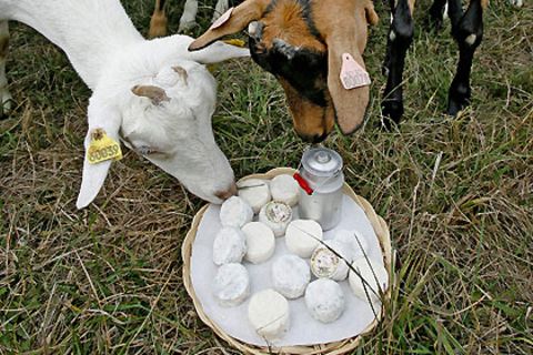 Mit einer Ziege fing alles an: Um deren Milch zu verbrauchen, machte Kathrin Gropengießer Käse
