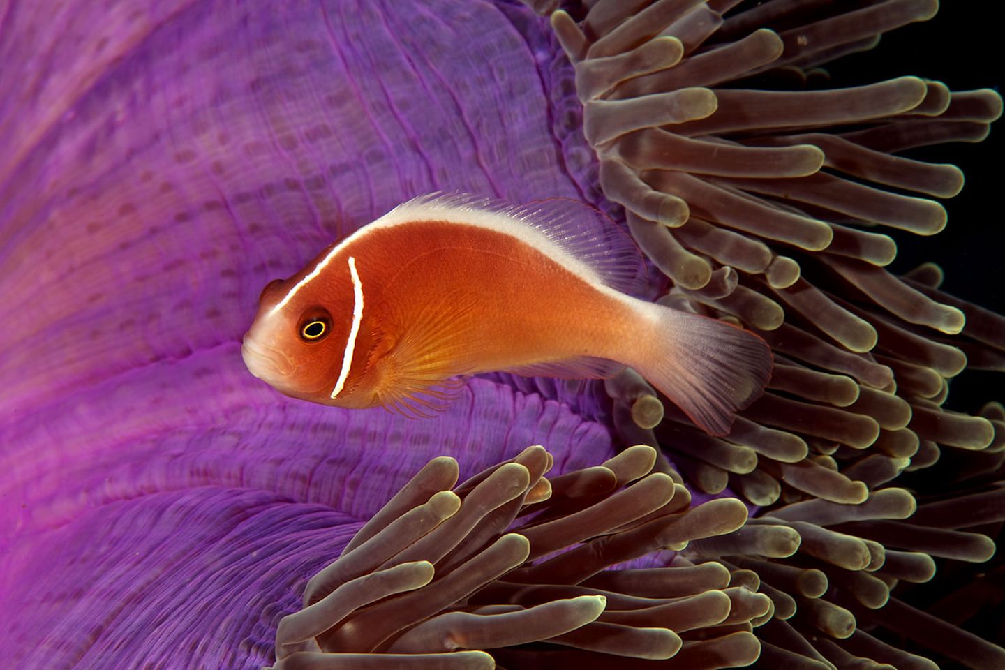 Ein kleinerer Bewohner der Unterwasserwelt: Anemonenfische, auch Clownfische genannt, sind schlechte Schwimmer. Schutz vor Fressfeinden finden sie daher in Seeanemonen.