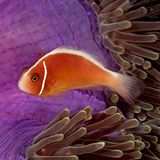 Ein kleinerer Bewohner der Unterwasserwelt: Anemonenfische, auch Clownfische genannt, sind schlechte Schwimmer. Schutz vor Fressfeinden finden sie daher in Seeanemonen.