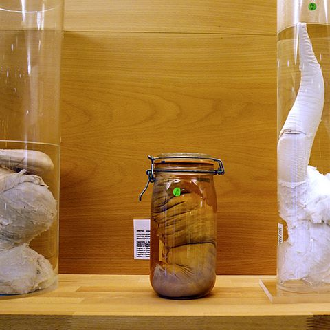Ob der Penis einer Giraffe oder eines Zwergwals: Im Phallus-Museum in Reykjavik werden Penisse in allen Größen und Formen ausgestellt.