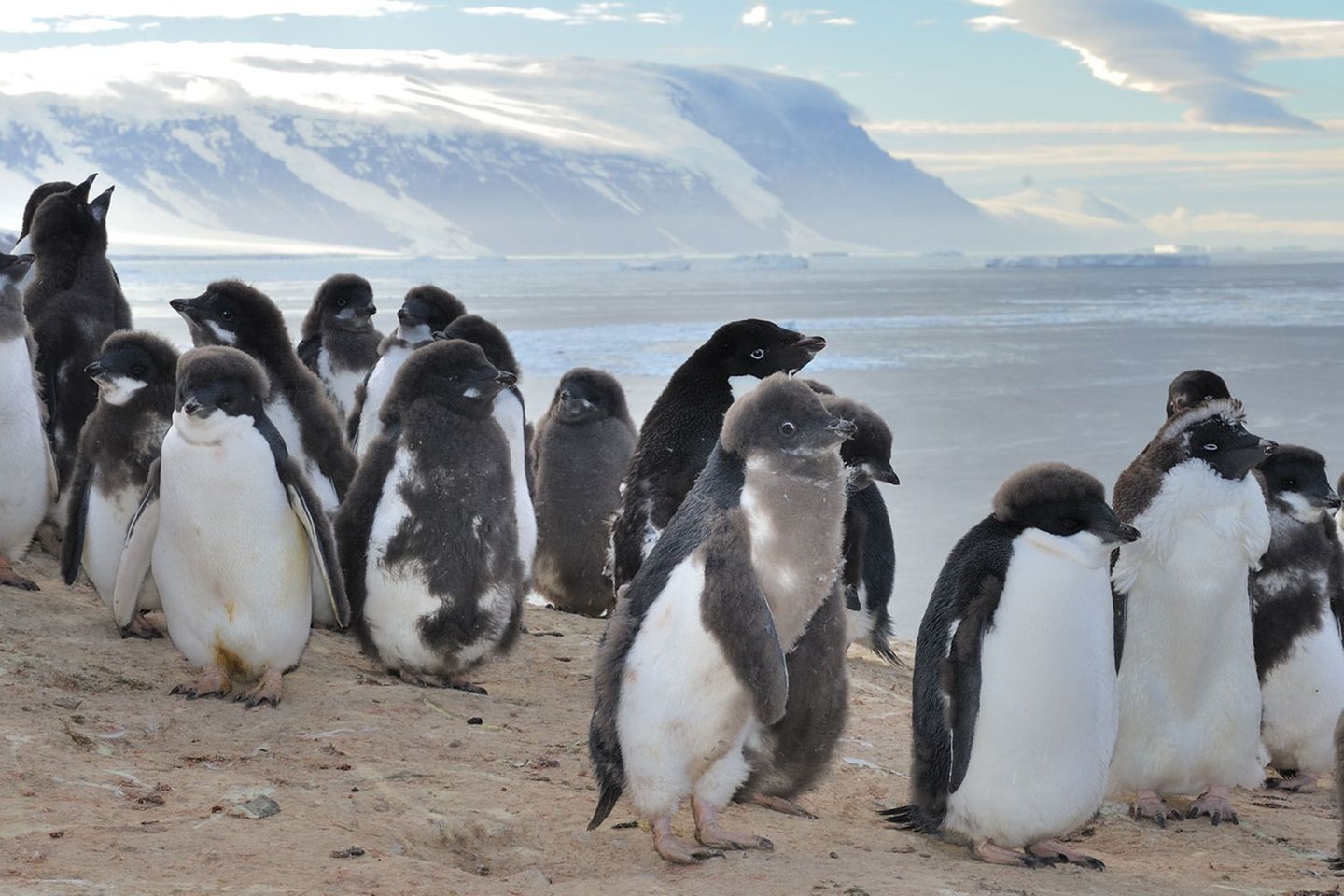 Durchs Südpolarmeer: Bevor die "Hanseatic" über die Macquarieinsel, die schon zu australischen Tasmanien gehören, fährt, geht es per Zodiacs nach Possession Island. Die meisten Pinguine haben die Insel bereits verlassen, nur noch kleine Gruppen von Adeliepinguine sind geblieben. Im Hintergrund das Festland der östlichen Antarktis. Bevor die "Hanseatic" über die Macquarieinsel, die schon zu australischen Tasmanien gehören, fährt, geht es per Zodiacs nach Possession Island. Die meisten Pinguine haben die Insel bereits verlassen, nur noch kleine Gruppen von Adeliepinguine sind geblieben. Im Hintergrund das Festland der östlichen Antarktis.
