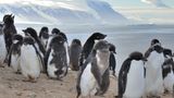 Bevor die "Hanseatic" über die Macquarieinsel, die schon zu australischen Tasmanien gehören, fährt, geht es per Zodiacs nach Possession Island. Die meisten Pinguine haben die Insel bereits verlassen, nur noch kleine Gruppen von Adeliepinguine sind geblieben. Im Hintergrund das Festland der östlichen Antarktis.