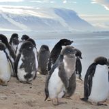 Bevor die "Hanseatic" über die Macquarieinsel, die schon zu australischen Tasmanien gehören, fährt, geht es per Zodiacs nach Possession Island. Die meisten Pinguine haben die Insel bereits verlassen, nur noch kleine Gruppen von Adeliepinguine sind geblieben. Im Hintergrund das Festland der östlichen Antarktis.