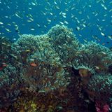 Hier wimmelt es vor Leben: Korallenriffe zählen zu den artenreichsten Lebensräumen - vielen Fischen bieten sie Schutz.