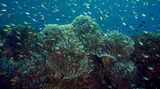 Hier wimmelt es vor Leben: Korallenriffe zählen zu den artenreichsten Lebensräumen - vielen Fischen bieten sie Schutz.
