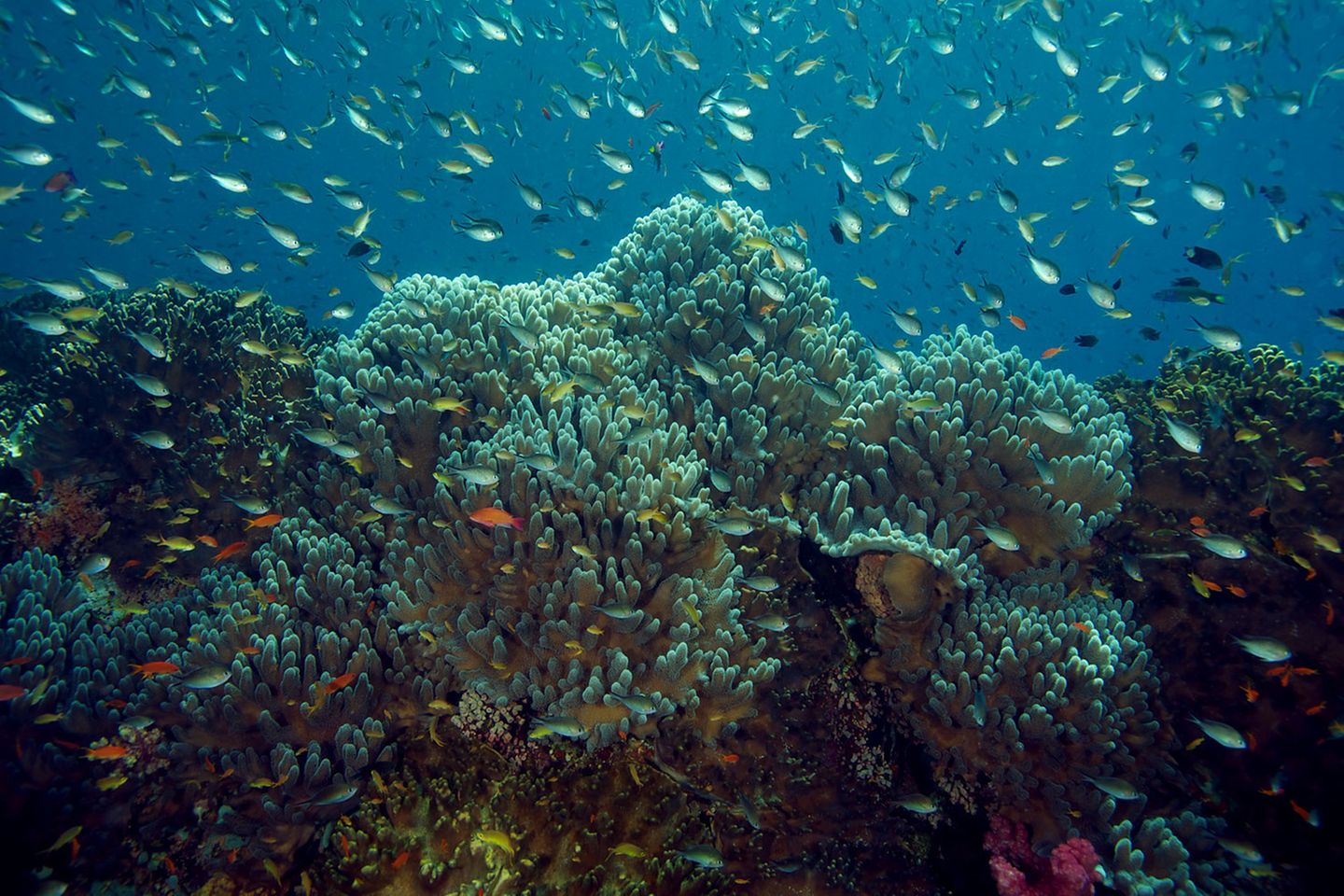 Hier wimmelt es vor Leben: Korallenriffe zählen zu den artenreichsten Lebensräumen - vielen Fischen bieten sie Schutz.