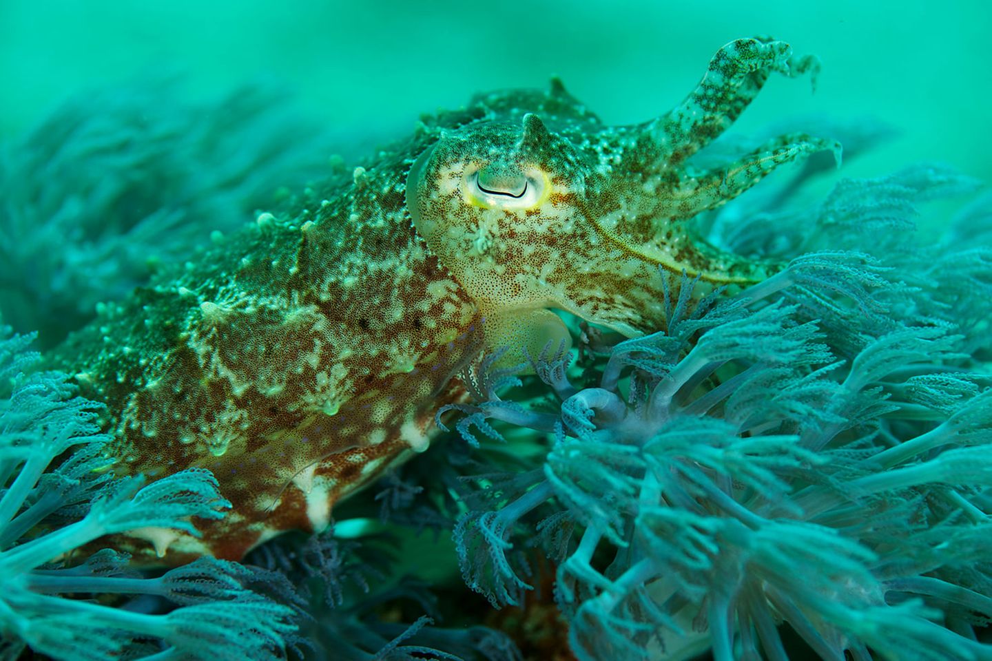 Dort ist auch dieser Tintenfisch zu finden. Erwärmt sich die Erde, wirken sich die Veränderungen auch auf das Ökosystem Ozean aus - die Meerestemperatur steigt, Arten müssen sich anpassen oder sterben aus. Mehr CO2 gelangt in die Ozeane, diese versauern.
