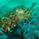 Dort ist auch dieser Tintenfisch zu finden. Erwärmt sich die Erde, wirken sich die Veränderungen auch auf das Ökosystem Ozean aus - die Meerestemperatur steigt, Arten müssen sich anpassen oder sterben aus. Mehr CO2 gelangt in die Ozeane, diese versauern.