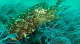 Dort ist auch dieser Tintenfisch zu finden. Erwärmt sich die Erde, wirken sich die Veränderungen auch auf das Ökosystem Ozean aus - die Meerestemperatur steigt, Arten müssen sich anpassen oder sterben aus. Mehr CO2 gelangt in die Ozeane, diese versauern.