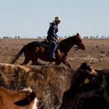 Catherine mit Hemd, Hut, Jeans, Funkgerät und Pferd. Sie wacht mit ihrer Schwester auch über 2200 Rinder auf den Weiden von Victoria Downs. "Mit vier Jahren konnte ich reiten, mit sechs Motorrad fahren, mit neun ein Auto", sagt sie.
