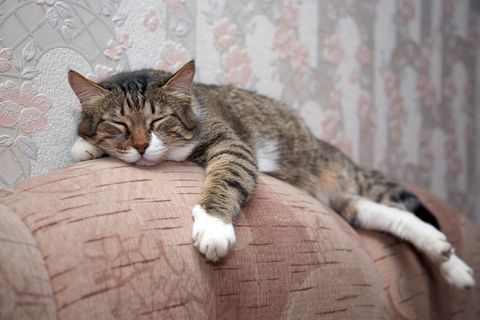 Online-Star mit Augenbrauen: Kater Sam guckt stets ein bisschen traurig