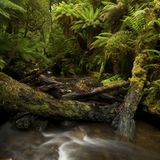 Im Regenwald in der Tarkine-Region im Nordwesten Tasmaniens. Hier lässt sich der größte zusammenhängende gemäßigte Regenwald Australiens erkunden. Zudem sind dort seltene, gefährdete und vom Aussterben bedrohte Arten zu finden - darunter etwa Astacopsis gouldi, der größte Süßwasserkrebs der Welt, oder der Keilschwanzadler, der in den Kronen der Eukalyptus-Riesen sein Nest baut.