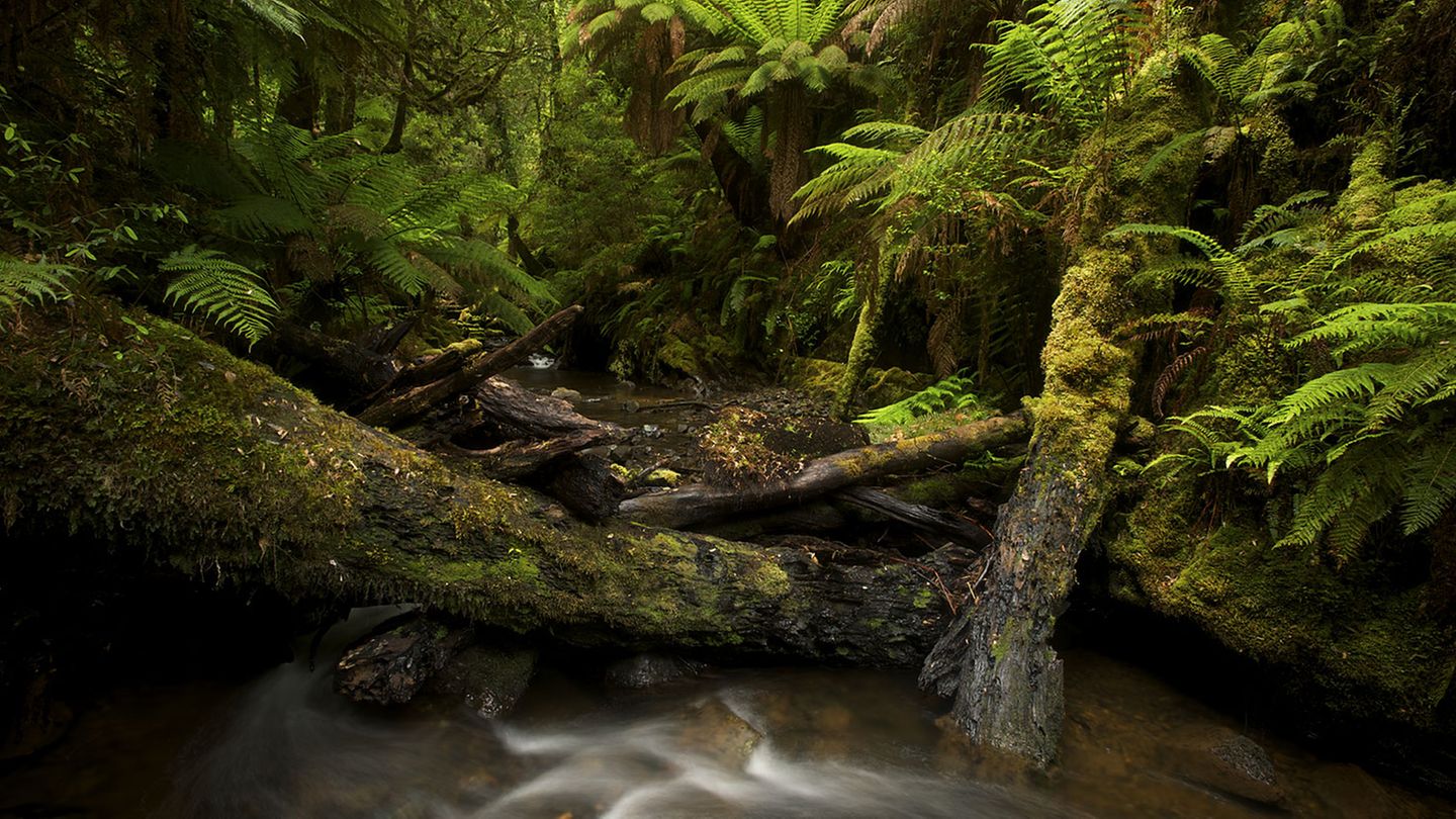 Im Regenwald in der Tarkine-Region im Nordwesten Tasmaniens. Hier lässt sich der größte zusammenhängende gemäßigte Regenwald Australiens erkunden. Zudem sind dort seltene, gefährdete und vom Aussterben bedrohte Arten zu finden - darunter etwa Astacopsis gouldi, der größte Süßwasserkrebs der Welt, oder der Keilschwanzadler, der in den Kronen der Eukalyptus-Riesen sein Nest baut.
