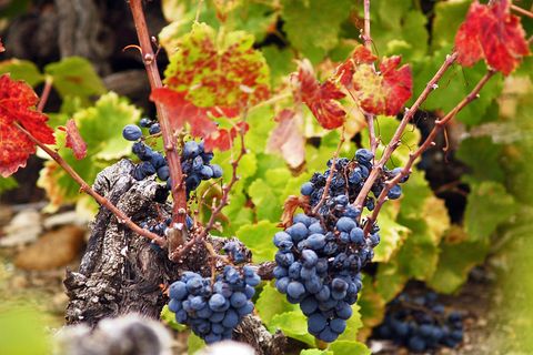 stern-Weinschule Bordeaux: Herausragende Rot- und Weißweine aus dem Pessac-Léognan