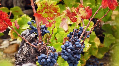 stern-Weinschule Bordeaux: Herausragende Rot- und Weißweine aus dem Pessac-Léognan