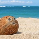 So gefährlich sind fallende Kokosnüsse  Bereits 1984 publizierte Peter Barss in der Fachzeitschrift "Trauma" seine Untersuchung zu Verletzungen, die durch fallende Kokosnüsse entstehen können. Erst Jahre später, nämlich 2001, gab es dafür den Ig-Nobelpreis für Medizin. Vier Patienten und ihre Verletzungen beschrieb der Forscher. Ein Fazit: Die Kokosnüsse können dem Kopf, dem Rücken und den Schultern schwer schaden.