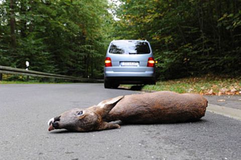 Wildunfälle sind keine Seltenheit