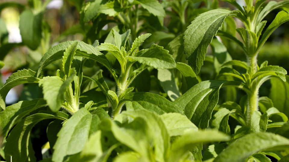 Das Süßungsmittel Steviolglycosid wird aus der subtropischen Stevia-Pflanze gewonnen