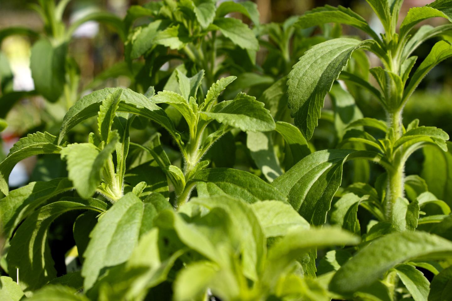 Das Süßungsmittel Steviolglycosid wird aus der subtropischen Stevia-Pflanze gewonnen