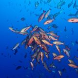 Der Druck führt dazu, dass Sperma und Eier ausgestoßen werden. "Plötzlich mischen sich auch jede Menge Räuberfische unter die Schnapper. Sie haben weit geöffnete Mäuler und versuchen, sich so viel Laich wie möglich einzuverleiben", berichtet Mauthe.