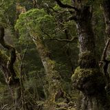 Junge Eukalypten kommen nur nach, wenn ein Brand die Fläche innerhalb eines Baumlebens heimgesucht hat. Denn Eukalyptusbäume, die bis zu 100 Meter hoch werden, können Feuer nicht nur überstehen, sie brauchen es sogar für ihre Fortpflanzung. Erst die Hitze sorgt dafür, dass die Samen aus den Kapseln tief im Rindeninneren herausplatzen. Eine Überlebensstrategie, mit der sich die Eukalypten an die wiederkehrenden Buschfeuer angepasst haben.
