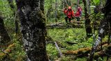 An Land stellte sich den Bergsteigern das erste Hindernisse entgegen: Weil an dieser Stelle Feuerlands zehn Mal mehr Niederschlag fällt als in Deutschland, herrscht dort ein ganz andere Vegetation. Zunächst mussten die Drei einen Weg durch den üppig wuchernden Regenwald finden