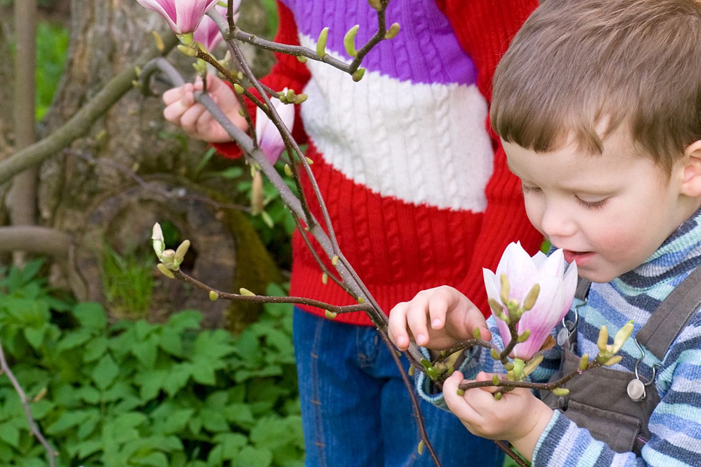 Eine Magnolie, zum Anbeißen nah ...