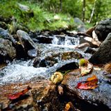 Tessin, Schweiz: Im Zeichen der Kastanie Ein Wandervorschlag für den Herbst: Bei dieser fünfstündigen Wanderung in der Nähe von Lugano im Kanton Tessin erfahren Kinder Wissenswertes über den Kastanienbaum. Denn die Hügellandschaft des Malcantone ist von dichten Kastanienwäldern geprägt. Der Weg führt auch durch typische Tessiner Dörfer, die mit dem Postbus zu erreichen sind. Bestens geeignet ist der Oktober für diesen Rundweg.  Infos: www.ticino.ch
