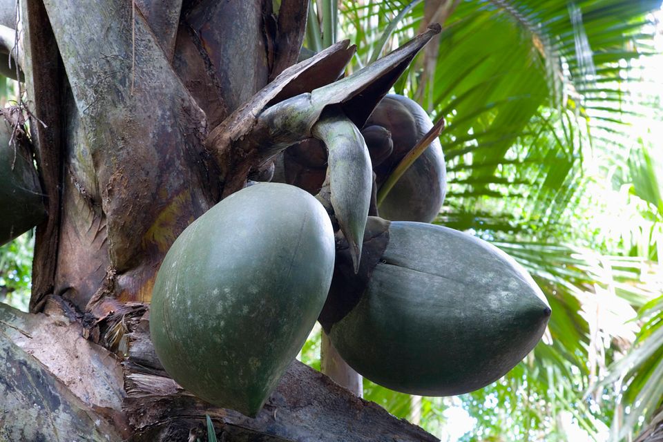 Seychellen-Insel Praslin: Coco de Mer, auch Seychellennuss genannt, ist eine endemische Palmenart, die nur auf den Seychellen vorkommt. Coco de Mer, auch Seychellennuss genannt, ist eine endemische Palmenart, die nur auf den Seychellen vorkommt.