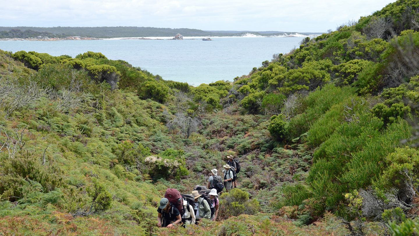 Bushwalking nennen Australier eine Abkürzung durch die grüne Küstenflora auf einem Trampelpfad, den in der Abenddämmerung auch Kängurus und die kleineren Wallabys auf dem Weg zum Strand benutzen.