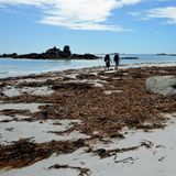 Über einen Flokati von braunem Seetang: Das Gehen im Strand hat seine Tücken und ist beschwerlich. Der sandige Untergrund gibt oft nach, mit jedem Schritt sinkt man ein. Mehrere Kilometer geht es an abschüssigen Uferpassagen entlang; das geht auf die Gelenke. Häufig müssen auch raue Klippen überklettert werden. Wanderschuhe mit einem hohen Seitenhalt sind Pflicht.