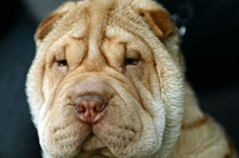 Auch Hunde können trauern, etwa wenn das Herrchen stirbt. Therapeuten sollen dann helfen